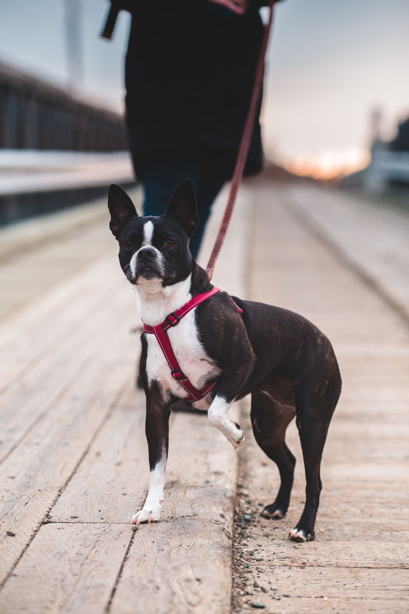 Boston Terrier wearing a red harness on a leash during an urban walk.