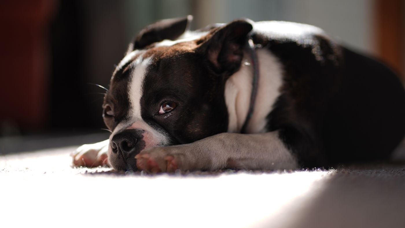 Boston Terrier resting quietly in a sunlit room.